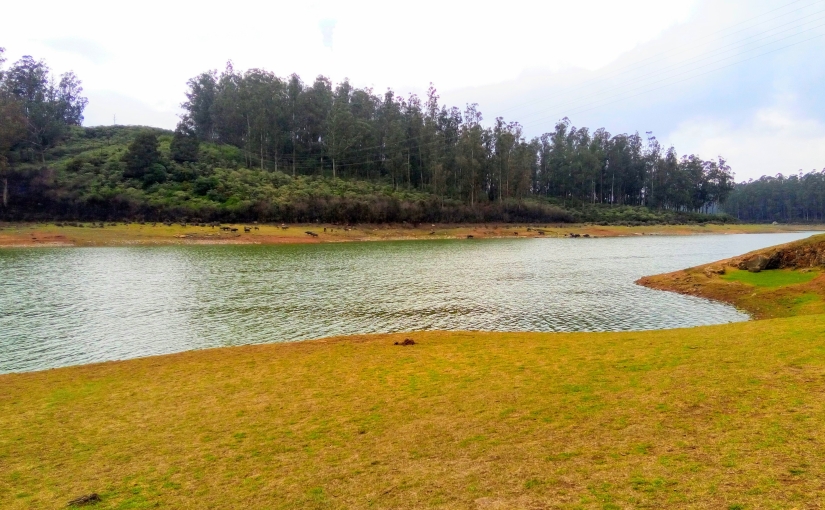 Recreation - A view of a lake amidst a pine forest